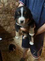 Berner Sennen pups, Dieren en Toebehoren, Rabiës (hondsdolheid), Meerdere, Meerdere dieren, Nederland