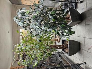 Grote ficussen beschikbaar voor biedingen