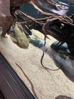 Pleco L 24, Vis, Zoetwatervis