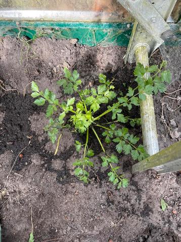 Snijselderij plant gratis ophalen beschikbaar voor biedingen