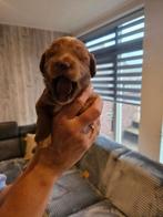 Maltipoo pups, Dieren en Toebehoren, Honden | Niet-rashonden, Reu, 8 tot 15 weken, Meerdere, Klein