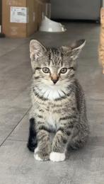 Half britse korthaar, Poes, Ontwormd
