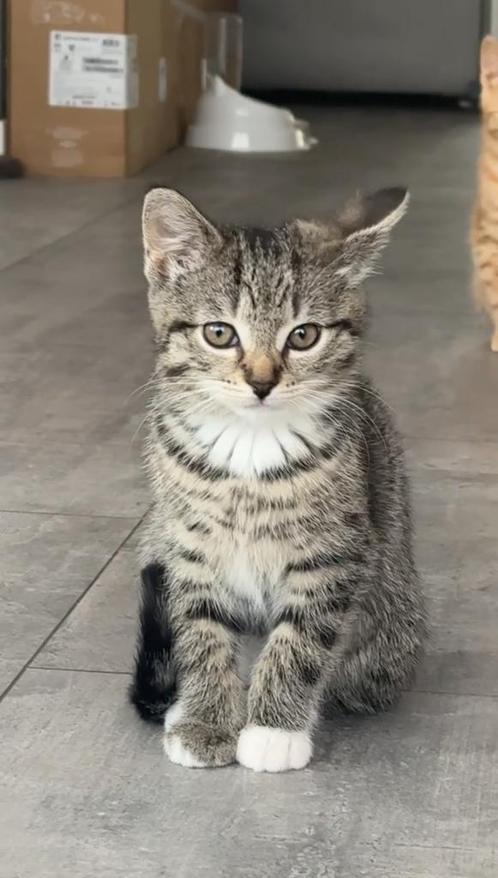 Half britse korthaar (nog een kitten over), Dieren en Toebehoren, Katten en Kittens | Raskatten | Korthaar, Poes, Ontwormd
