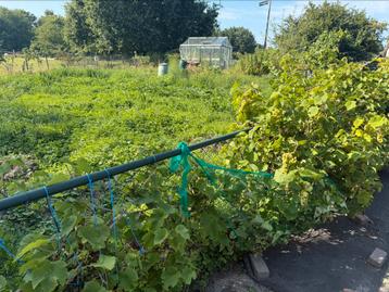 Scholier gezocht voor tuinwerkzaamheden beschikbaar voor biedingen