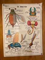 Schoolplaat geplastificeerd 70/90 cm De Insecten, Antiek en Kunst, Antiek | Schoolplaten, Ophalen of Verzenden, Natuur en Biologie