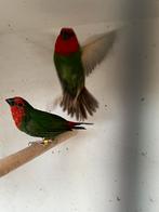 Koppel roodkop papegaai amedine, Dieren en Toebehoren, Vogels | Overige Vogels, Meerdere dieren