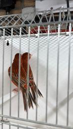 Rood agaat kanaries, Dieren en Toebehoren, Vogels | Kanaries, Meerdere dieren, Kleurkanarie