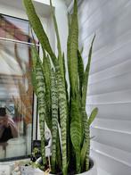 Sanseveria, Ophalen, Overige soorten, Halfschaduw, 100 tot 150 cm