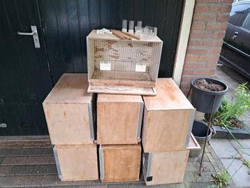 Broedkooien te koop. beschikbaar voor biedingen