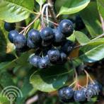 Aronia melanocarpa Zwarte appelbes mooie herfstkleur eetbaar, Vaste plant, Ophalen of Verzenden, Halfschaduw, Fruitplanten