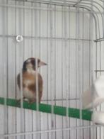 Parva putter man 2024, Mannelijk, Wildzangvogel, Geringd