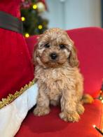 Cava po pups mini doodle cavapoo puos, Dieren en Toebehoren, Nederland, Overige rassen, 8 tot 15 weken, CDV (hondenziekte)