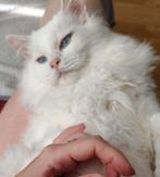 Lief white solid ragdoll kitten katertje (NIET doof), Dieren en Toebehoren, Katten en Kittens | Raskatten | Langhaar, Kater, Gechipt
