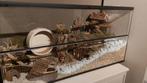 Hamsterscaping hamsterkooi van glas met schuifruiten, Minder dan 60 cm, Nieuw, Ophalen of Verzenden, 75 tot 110 cm