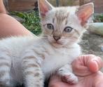 Zeer lieve en aanhankelijke kittens, Dieren en Toebehoren, Katten en Kittens | Overige Katten, Meerdere dieren, Kortharig, 0 tot 2 jaar