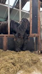 1 opfok plekje aangeboden voor hengst, Opfok