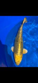 (20)  Koi / Koi karper - Kin Matsuba 51 cm., Karper of Koi