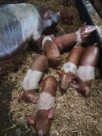 Te koop zuivere husumer biggen, Dieren en Toebehoren, Schapen, Geiten en Varkens, Meerdere dieren, Varken