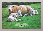 Texel - schaap met lammetjes, Ophalen of Verzenden, 1960 tot 1980, Gelopen, Waddeneilanden