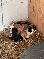 Lieve moederpoes opzoek naar een warm thuis🐾, Dieren en Toebehoren, Katten en Kittens | Overige Katten, Meerdere dieren, Kortharig