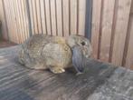 Vrouwtjes konijn, Dieren en Toebehoren, Konijnen, Vrouwelijk