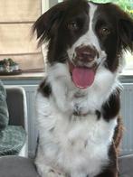 Nestaankondiging Bordercollie x  Heidewachtel pups, 8 tot 15 weken, Meerdere, Meerdere dieren, Middel