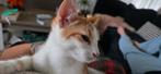 Wit rode kater, Dieren en Toebehoren, Katten en Kittens | Overige Katten, Kater