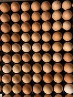 Broedeieren Isa Brown leghen, Dieren en Toebehoren, Geslacht onbekend, Kip