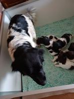 Friese Stabij pups, Dieren en Toebehoren, Overige rassen, Meerdere, Meerdere dieren, Nederland