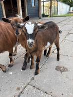 Dwerggeiten, Dieren en Toebehoren, Schapen, Geiten en Varkens, Vrouwelijk, Geit, 0 tot 2 jaar