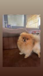 Ervaren dekreu pomeriaan met fci stamboom, Dieren en Toebehoren, Honden | Poolhonden, Keeshonden en Oertypen, Particulier, Reu