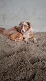 Verwachten Aussie pups, Dieren en Toebehoren, Overige rassen, 8 tot 15 weken, Meerdere, Meerdere dieren