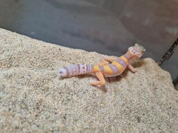 Luipaardgekko #3 beschikbaar voor biedingen