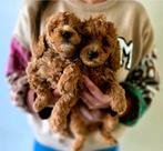 Toy poedel pups Zeer mooi en heel lief, Poedel, Parvo, 8 tot 15 weken, Meerdere