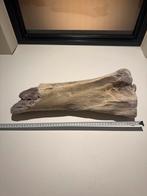Mammoet onderarm - fossiel, Ophalen, Fossiel