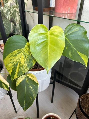 Monstera aurea yellow variegata beschikbaar voor biedingen
