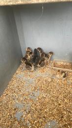 Dubbelgezoomde barnevelders, Dieren en Toebehoren, Pluimvee, Geslacht onbekend, Kip