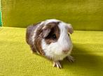 Lief jong zeugje zoekt nieuw huisje, Dieren en Toebehoren, Knaagdieren, Cavia, Vrouwelijk, Tam, Oktober