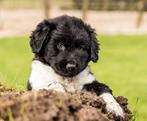 Friese Stabij pups met stamboom, Dieren en Toebehoren, Overige rassen, CDV (hondenziekte), 8 tot 15 weken, Meerdere