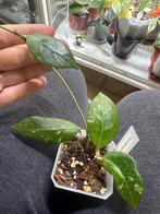 Hoya erythrostemma, Verzenden, Overige soorten, Halfschaduw, Minder dan 100 cm