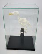 Skelet beo opgezette, schedels PREPARATENSHOP, Opgezet dier, Vogel, Ophalen of Verzenden, Zo goed als nieuw