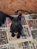 Nog 1 teefje kruising herder, Dieren en Toebehoren, Honden | Herdershonden en Veedrijvers, 8 tot 15 weken, Meerdere, Meerdere dieren