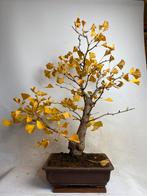Gingko biloba bonsai, Tuin en Terras, Ophalen, Bloeit niet, Halfschaduw, Overige soorten