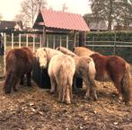 Gezocht: Weiland te huur in Westerhaar, Dieren en Toebehoren, Weidegang, 4 paarden of pony's of meer
