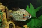 Metynnis maculatus, Vis, Zoetwatervis