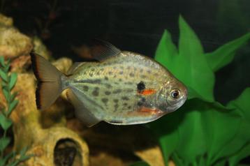 Metynnis maculatus beschikbaar voor biedingen