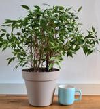 Ficus benjamina, Huis en Inrichting, Ficus, Ophalen of Verzenden, Halfschaduw, Groene kamerplant