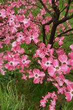 Cornus Florida Rubra zaadjes, Ophalen of Verzenden