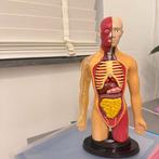 Menselijk Torso Model - 28 cm - Educatief, Ophalen of Verzenden, Nieuw, Taal en Studie