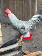 Mooie Cream Legbar/Brahma haan, Dieren en Toebehoren, Pluimvee, Mannelijk, Kip